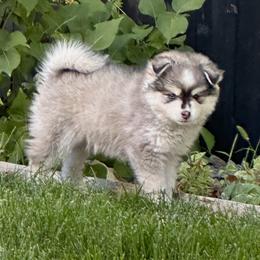 Pomsky Puppies from High Sierra Pomsky
