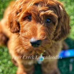 Australian Labradoodle, Cavapoo, and Goldendoodle Puppies from Deer Creek Labradoodles