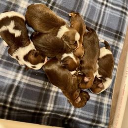 Havanese Puppies from Havareese Havanese