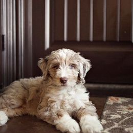 Aussiedoodle, Cavalier King Charles Spaniel, and Miniature Australian Shepherd All Grown Up from Triple Cross Aussies Triple Cross