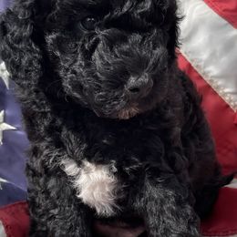 Peach Collar (Female) - Goldendoodle puppy in Ozark, Arkansas from Mulberry River Poodles and Doodles, LLC.