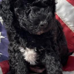Peach Collar (Female) - Goldendoodle puppy in Ozark, Arkansas from Mulberry River Poodles and Doodles, LLC.