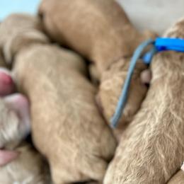 Mauve collar - Apricot female Labradoodle puppy in Mechanicville, New York from Deuce's Doodles