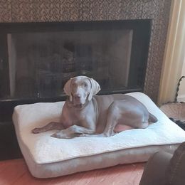 Sheba - Weimaraner