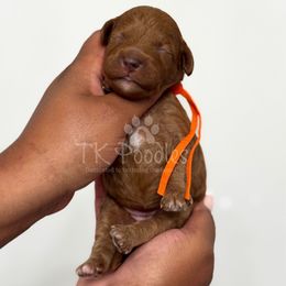 Peaches - Red  female Poodle puppy in Belleville, New Jersey from TK Poodles