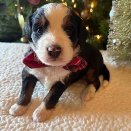 Boy 4 - male Bernedoodle puppy in Perrysville, Ohio from Pleasant Valley Bernedoodles