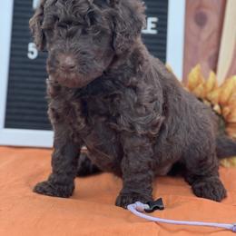 Goldendoodle Puppies from Smiths Doodles