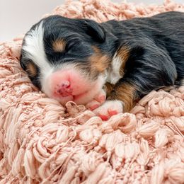 Sweet Potato - Tri-color female Bernedoodle puppy in Hudson, Indiana from TurkeyCreek-K9
