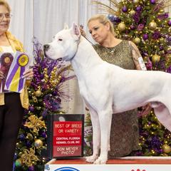 Dogo Argentinos from MMK9S