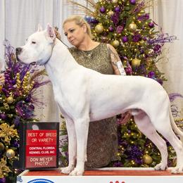 Dogo Argentinos from MMK9S