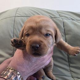 Daisy-Grey - Cafe female Labradoodle puppy in Commerce City, Colorado from Playful Paws Labradoodles