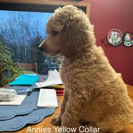 Yellow Collar Apricot - Apricot male Poodle puppy in Mondovi, Wisconsin from Araeah's Red Standard Poodles