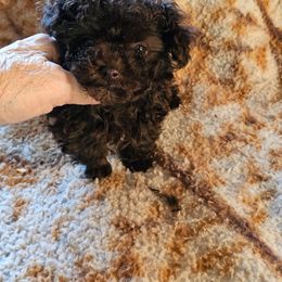 Tiny - Brown female Poodle puppy in Lafayette, Tn, Tennessee from Debra White