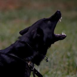 Furie - German Shepherd