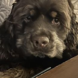Cocker Spaniels from JK’s Cocker Spaniels