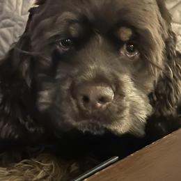 Cocker Spaniels from JK’s Cocker Spaniels