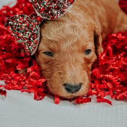 Female 4 - Red  female Goldendoodle puppy in Otisville, Michigan from Danie’s Darling Doodles LLC