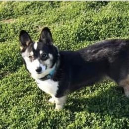 “Penny” - Pembroke Welsh Corgi