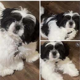 Shih Tzu Puppies from Adams Pawsitive Pawfection
