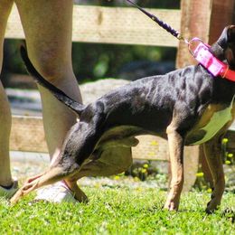 American Pit Bull Terrier All Grown Up from Paradigm Kennels