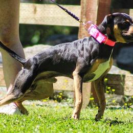 American Pit Bull Terrier All Grown Up from Paradigm Kennels