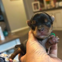 Boy 1 - Blue and gold male Yorkshire Terrier puppy in Hot Springs, Arkansas from Weslynn Kennels
