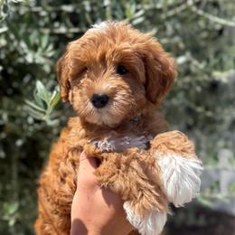 Independence aka Indy - Apricot female Goldendoodle puppy in Modesto, California from Central Valley Canine Companions
