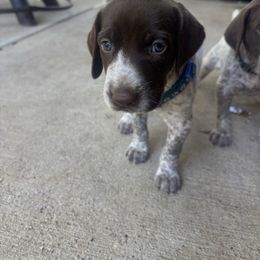 Alyx - White and liver female German Shorthaired Pointer puppy in Conroe, Texas from Third Coast Pointers