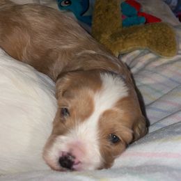 Cavalier King Charles Spaniel and Cavapoo Puppies from K’s Cavys