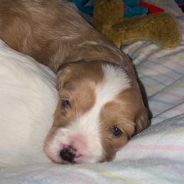 Cavalier King Charles Spaniel and Cavapoo Puppies from K’s Cavys