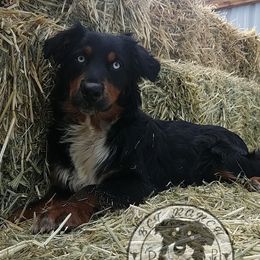 Australian Shepherd puppies from BCT Ranch Australian Shepherds