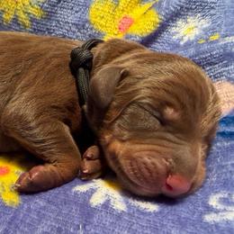 Black female - Red and rust female Doberman Pinscher puppy in Madison, Indiana from Jensen Dobermans and Dachshunds