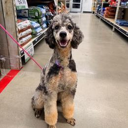 Willow - Poodle