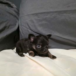 Dubs - Black and tan male Chihuahua puppy in Royal Center, Indiana from Marvelous Chihuahuas