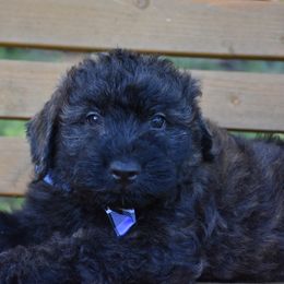 AKC Bear - Brindle male Bouvier des Flandres puppy in Marionville, Missouri from Sandbox Puppies