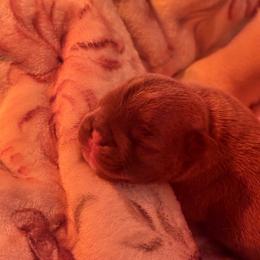 Holly - Blue fawn female French Bulldog puppy in Kalispell, Montana from Grace & Grit Frenchies