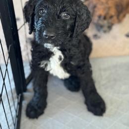 Goldendoodle Puppies from Wrigley's Doodles