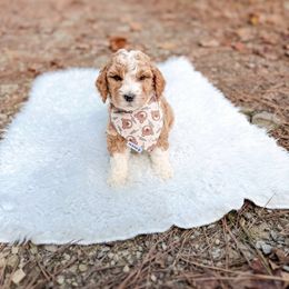 Paddington Bear - Apricot male Goldendoodle puppy in Jamestown, Kentucky from Dreamy Goldendoodles