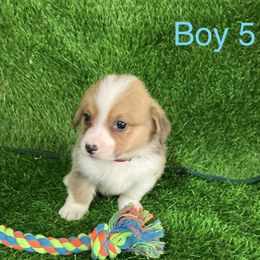 Boy 5 - Red male Pembroke Welsh Corgi puppy in Moulton, Alabama from Reed's Pembroke Corgi Welsh