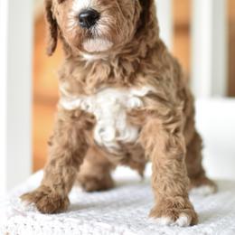 Sunny - Apricot male Goldendoodle puppy in Berlin, Ohio from Doodle Babys