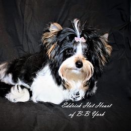 Eddy - Yorkshire Terrier