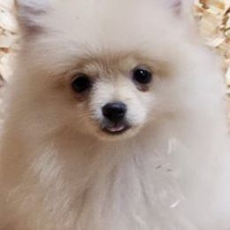 Pomeranians from Julskennel
