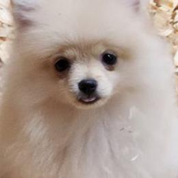Pomeranians from Julskennel
