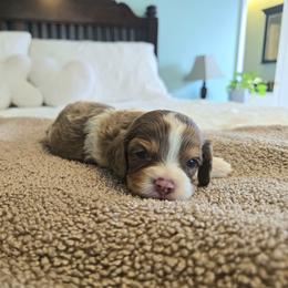 Boy 1 - male Cavapoo puppy in Floyd, Virginia from Hearts and Paws Poodles and Doodles