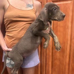 Count Choc - Chocolate brindle male Great Dane puppy in Florida from Beachside Kennels