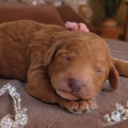 Girl 2 - Poodle puppy from Rosa Red Standard Poodles
