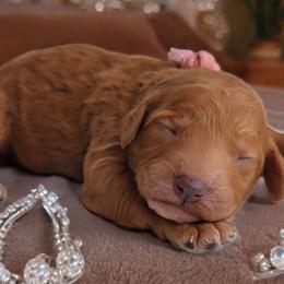 Girl 2 - Poodle puppy from Rosa Red Standard Poodles