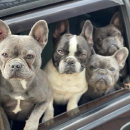 French Bulldogs from Blue Dreams Frenchies