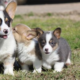 American Corgi and French Bulldog Puppies from Moonstone Corgis & Frenchies