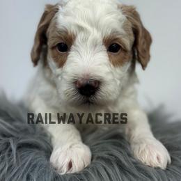 Petey - Parti male Goldendoodle puppy in Milford, Indiana from Railway Acres Kennel